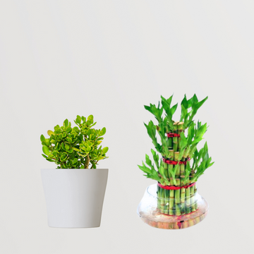 Anti-stress indoor plant combo
